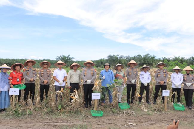 Kapolres Kampar Hadir Saksikan Panen Jagung Pipil dan Dukung Swasembada Pangan