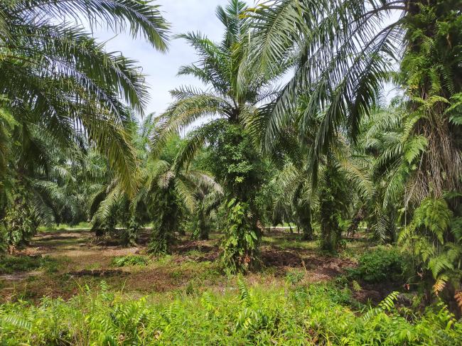 Bau Menyengat Limbah Tankos Ganggu Warga Pangkalan Batang Barat, Lalat Serbu Permukiman